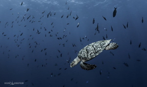 Hawksbill Sea Turtle 
diving through a school of Creole ... by Ken Kiefer 